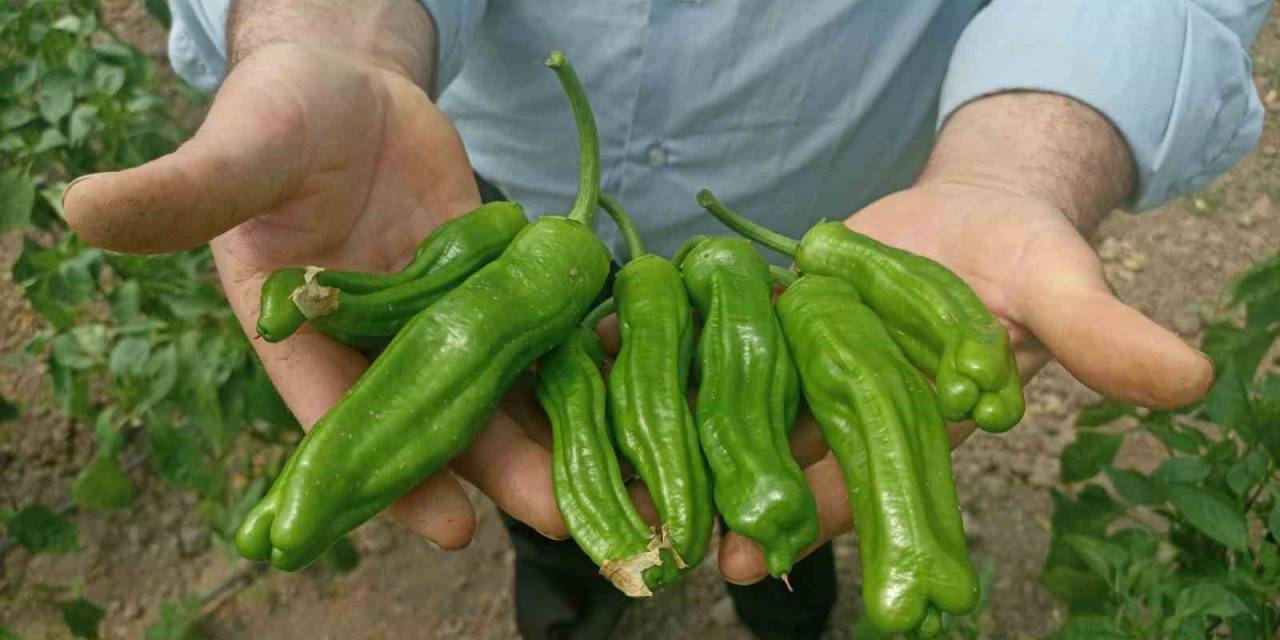 Sera Üreticileri ‘kök Boğazı’ Hastalığına Çözüm Bulamıyor