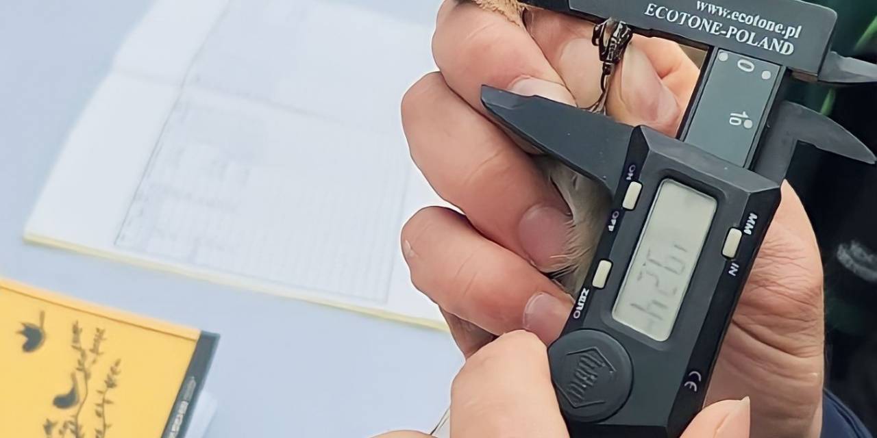 Kuşların Türlerini Ve Rotalarını Belirleyecek Çalışma: Halkalama İstasyonu