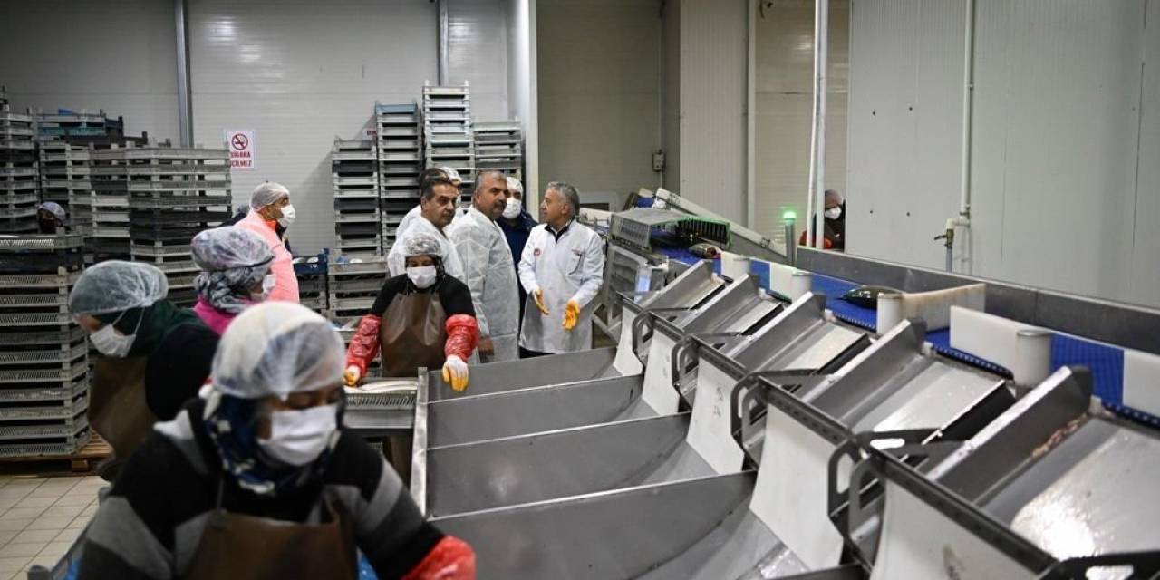 Kayseri’deki Tesiste Günlük 60 Ton Balık İşleniyor