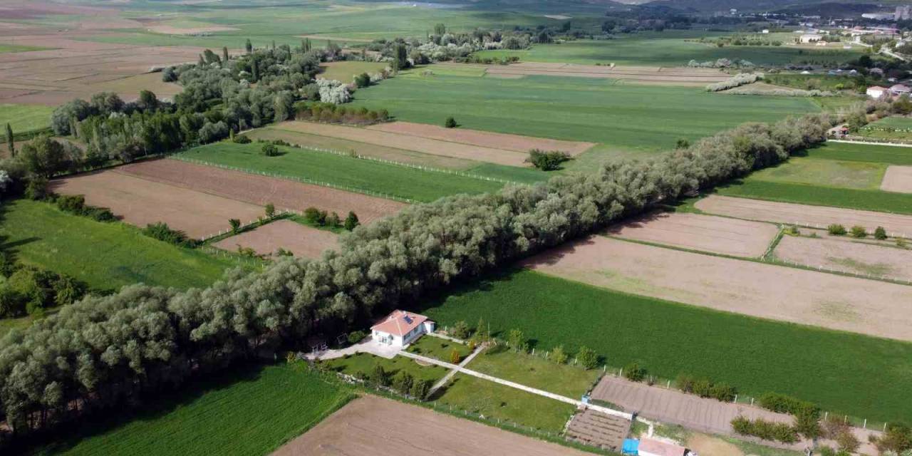 Yozgat’ın Ağaç Tünelli Yolu Görenleri Hayran Bırakıyor
