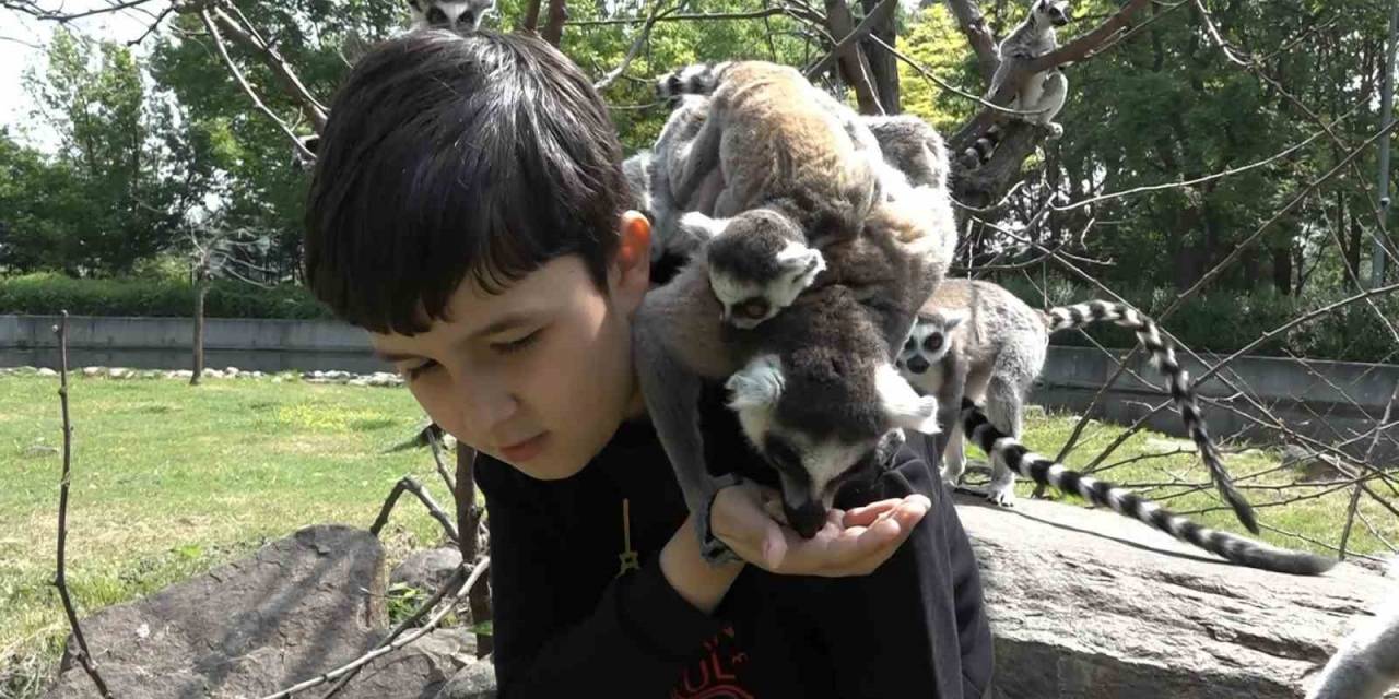 Öğrenciler Lemurları Elleriyle Besledi