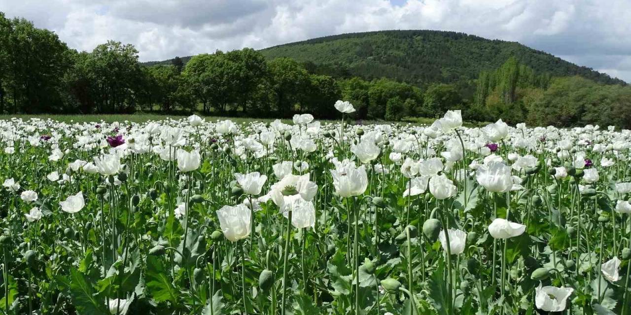 Hisarcık’ta Beyaza Bürünen Haşhaş Tarlaları Görsel Şölen Sunuyor