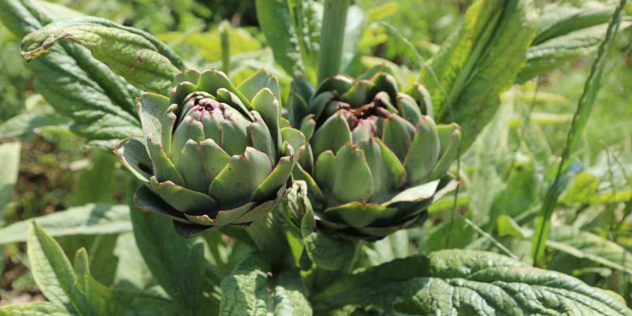 Belediyenin Tarımsal Kalkınma Çalışmaları Sürüyor