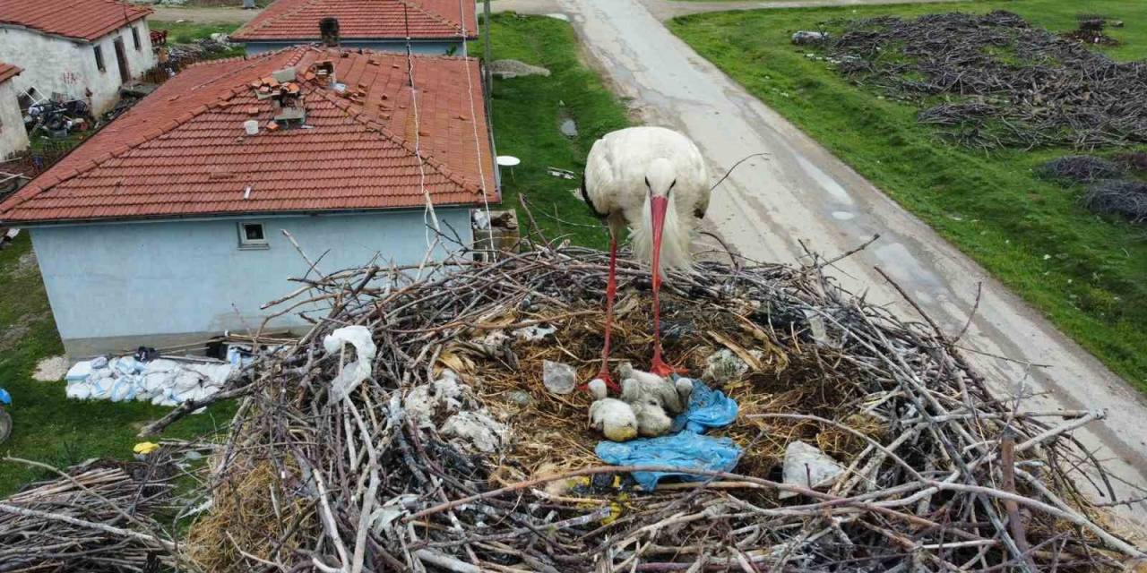 İnatçı Leylek Yanan Yuvasını Yavruları İçin Bir Daha Yaptı
