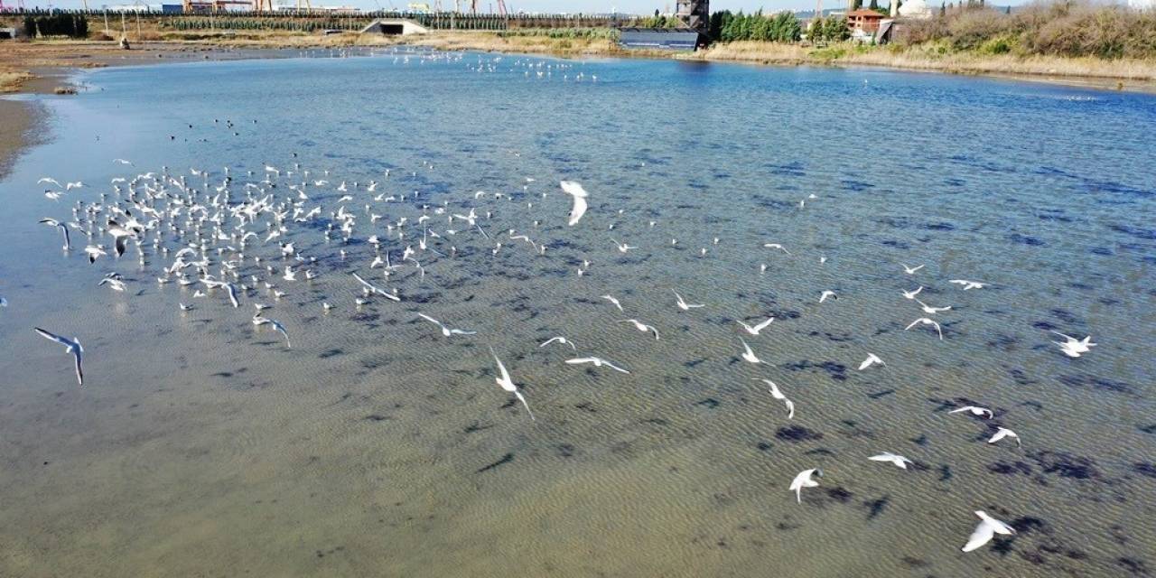 Doğal Yaşam Alanı Korunan Hersek Lagünü’nde Üreyen Kuş Türü Sayısında Artış