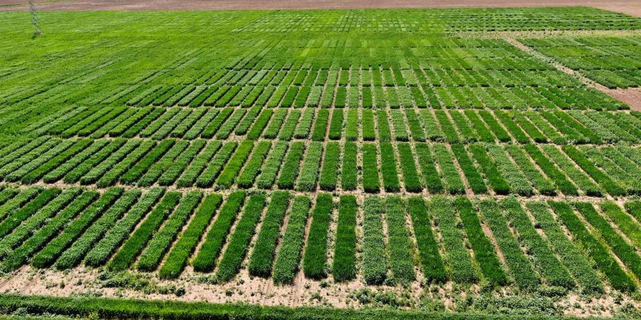 Bu Tarla Türk Tarımına Damga Vuracak