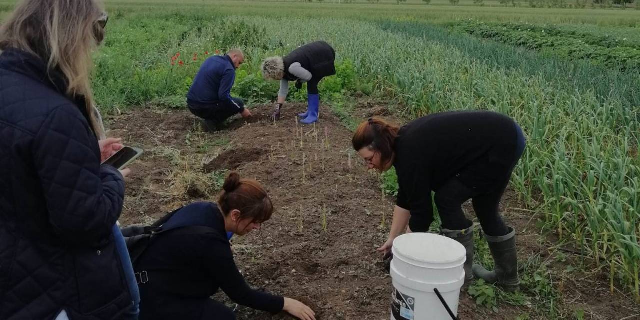 Lüleburgaz’da Salep Üretimi Umut Veriyor