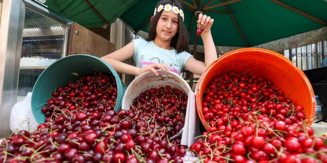 Buca’da Kiraz Festivali İçin Hazırlıklar Tamam