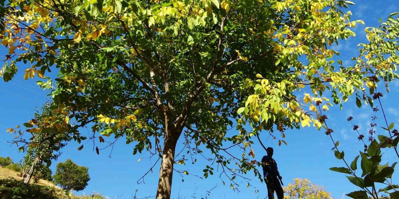 Erzincan’ın Sancak Kenti Kemah: 32 Bin Ceviz Ağacı Yetiştiriciliği İle Ekonomiye Katkı Sağlıyor