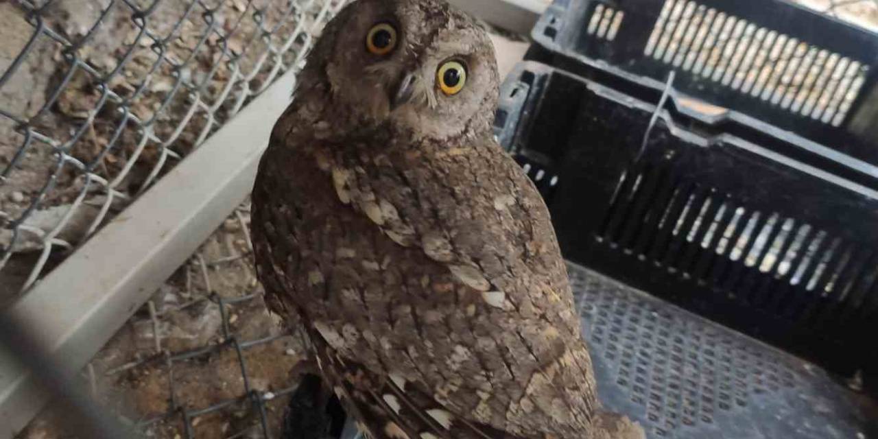 Bingöl’de Yaralı Bulunan Baykuş Tedavi Altına Alındı