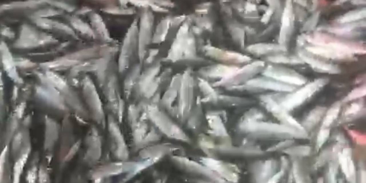 1,5 Ton Balık Yakaladılar, Yüzleri Güldü