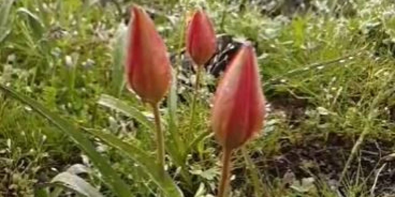 Yılda Bir Kez Açan Manisa Lalesi Koruma Altında