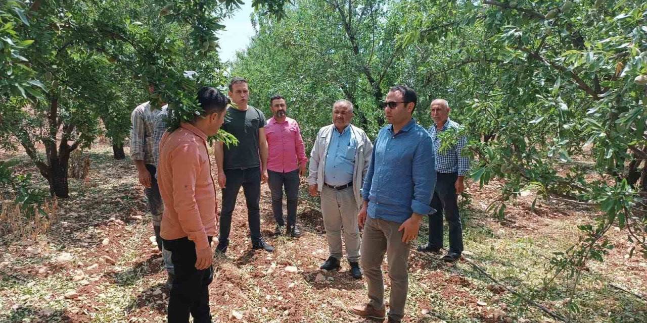 Dolunun Zarar Verdiği Tarım Alanları İncelendi