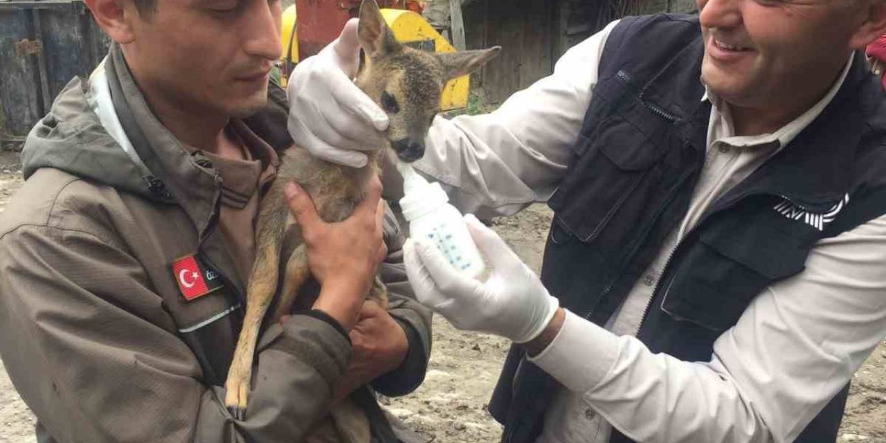 Yavru Karaca Koruma Altına Alındı