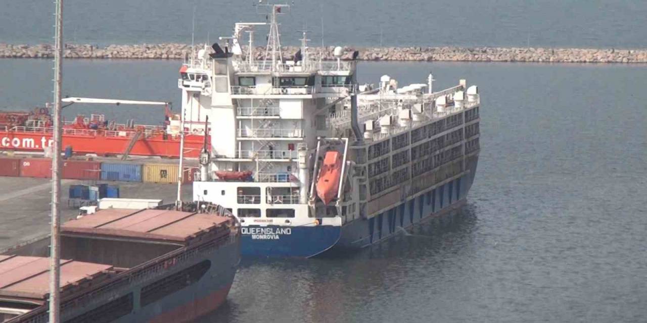 ’yüzen Ahır’ Bandırma’da