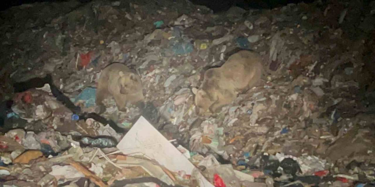 Sarıkamış’ta Ayılar Kış Uykusundan Uyandı