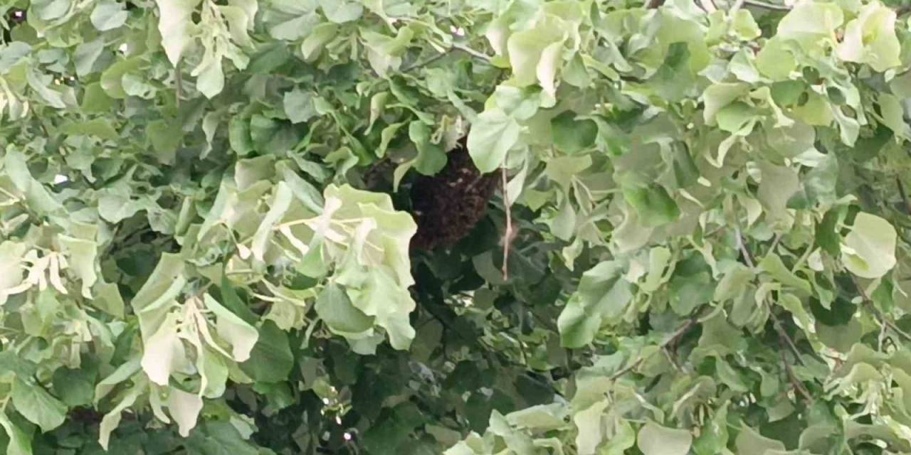 Tekirdağ’da Ağaca Yuva Yapan Yüzlerce Arı Vatandaşları Korkuttu