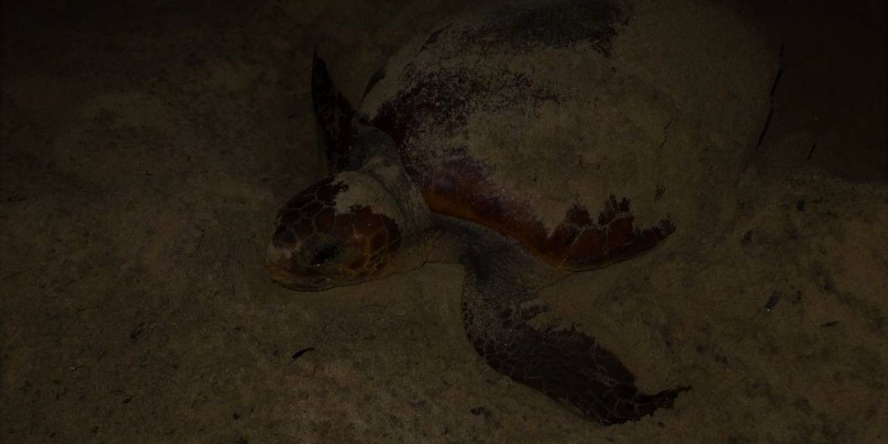 Caretta Caretta, Didim Sahiline Yumurtalarını Bıraktı