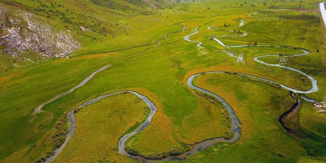 Sarı Çiçeklerle Süslenen Güzeldere Mendereslerinden Kartpostallık Görüntüler