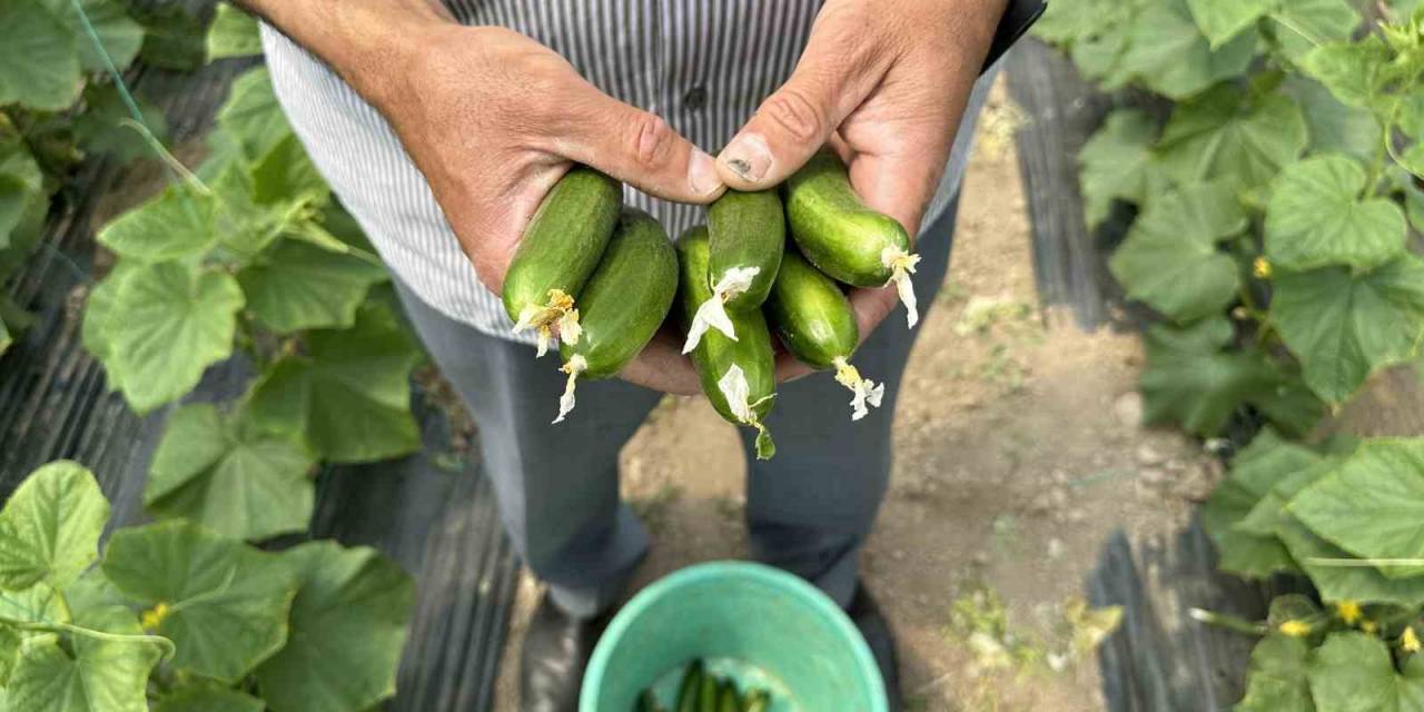 Hava Isındıkça Sebze Fiyatları Düşecek
