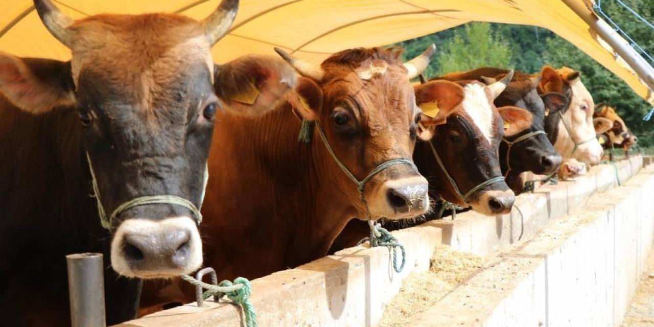 Zincir Marketlerde Kurbanlık Satışı Başladı