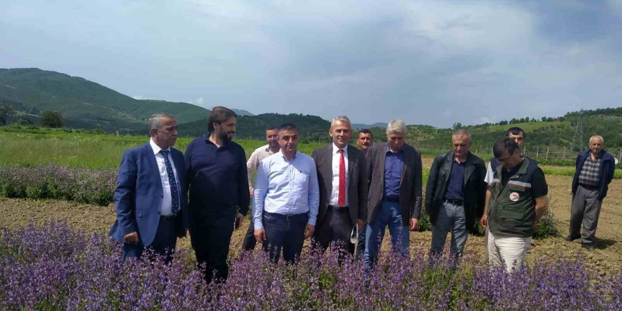Samsun ‘tıbbı Aromatik Bitki’ Üretiminde Merkez Oluyor