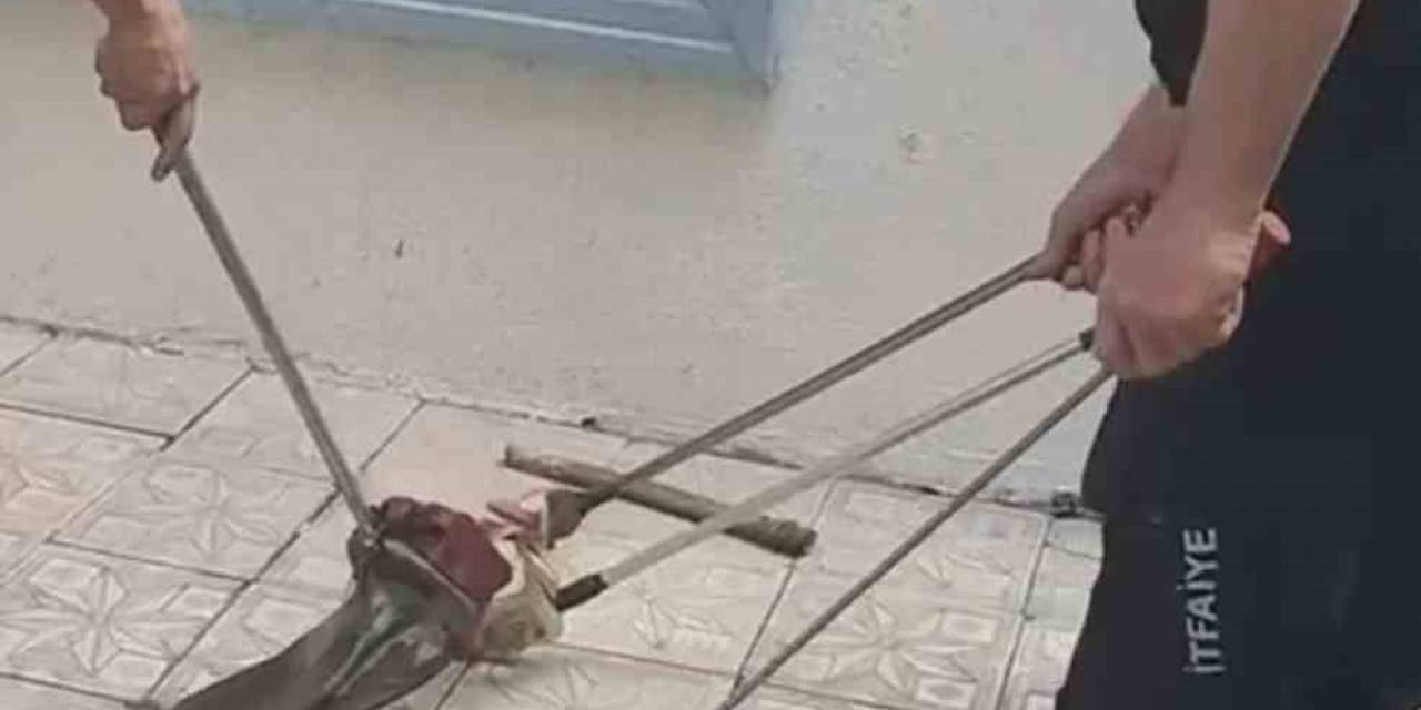 Bursa’da Yılan Paniği