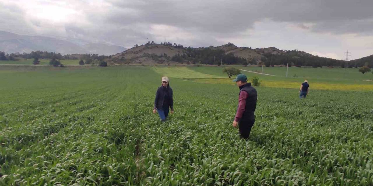 Sarıpas Ve Fungal Hastalığı İle Mücadele Başladı