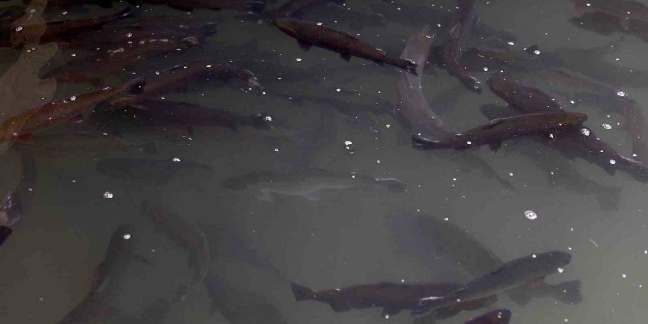 Balık Ölümleri Azalacak Üretici Daha Çok Kazanacak