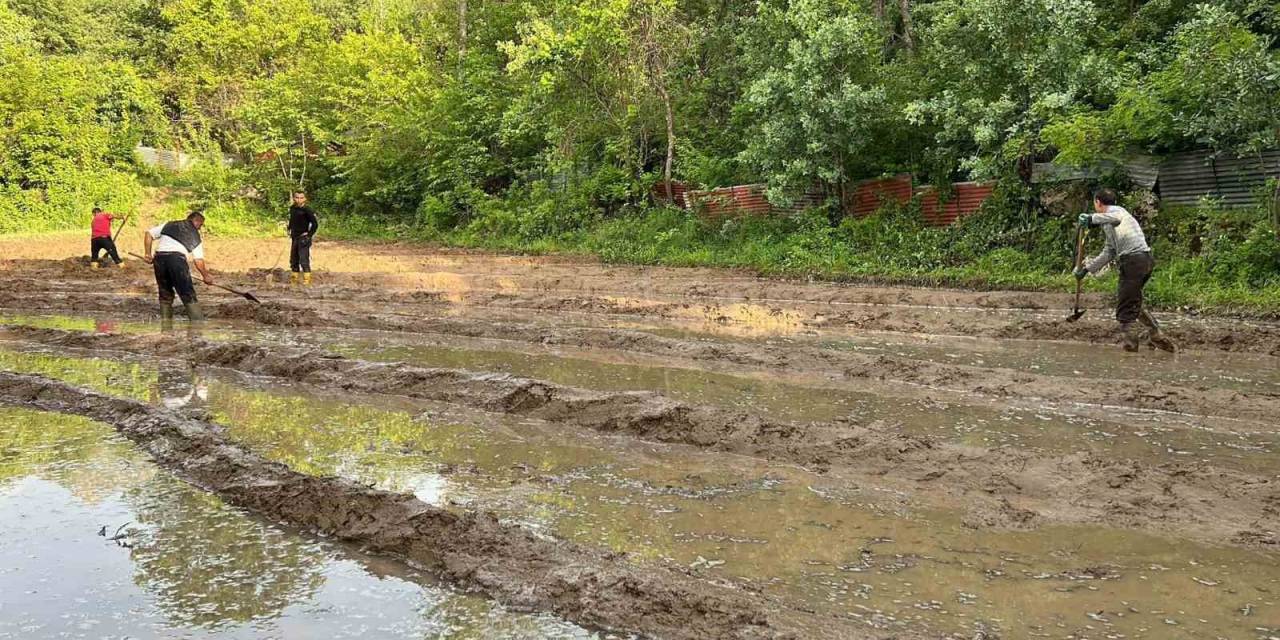Çukurca’da Çeltik Ekimi Başladı