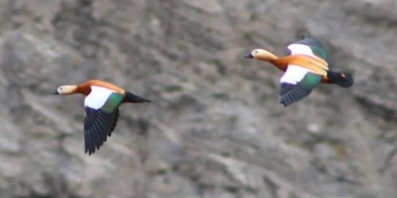 Angut Kuşu Vatandaşlar Tarafından Görüntülendi