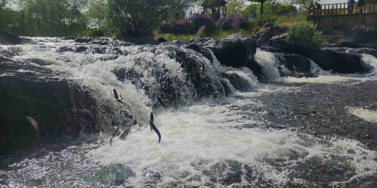 İnci Kefalinin Muhteşem Yolculuğu