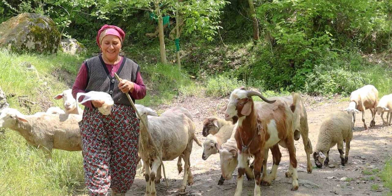 Merkezefendi’de Kadın Üreticiler Sürülerini Büyütüyor
