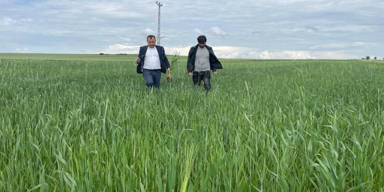 Yozgat’ta Yağışlar Nedeniyle Ekili Alanlarda Pas Hastalığı Riski Oluştu