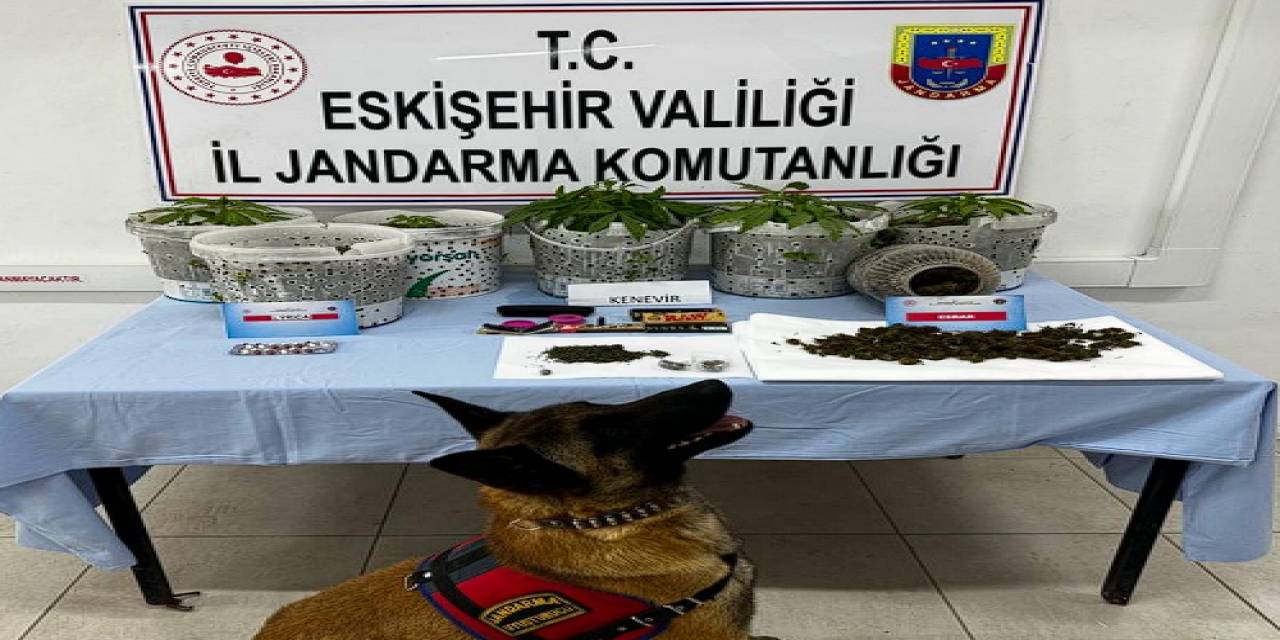 Ormanlık Alanda Kenevir Yetiştiren Şüpheli Şahısların Evlerinde Uyuşturucu Maddeler Ele Geçirildi