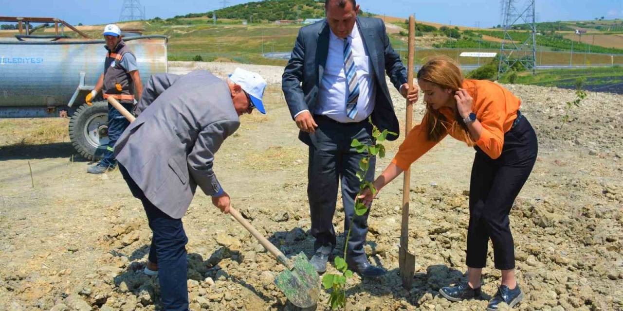 Lapseki’de Ağaçlandırma Çalışması
