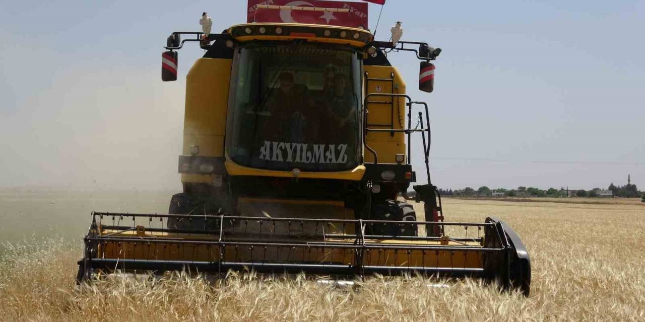 Suriye Sınırında Hububat Sevinci