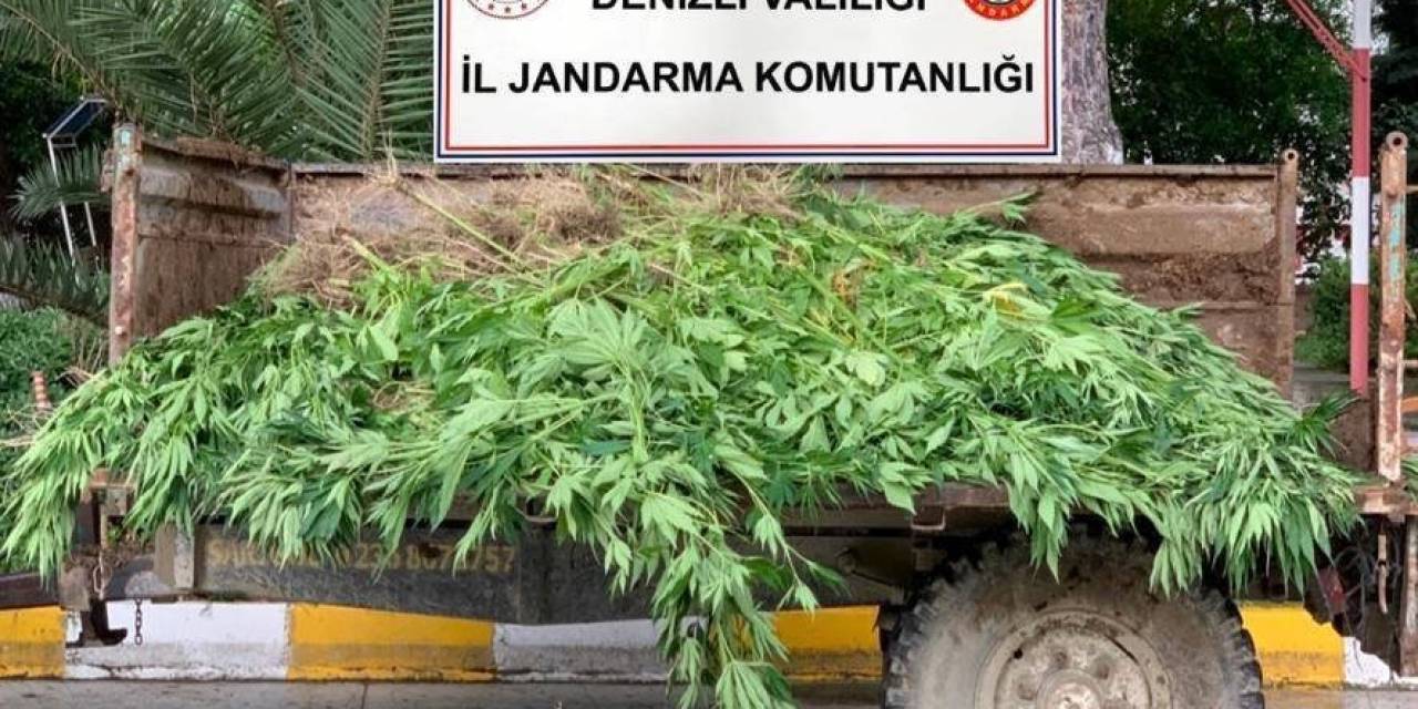 Sarayköy’de 13 Kilo Esrar, 1300 Kök Kenevir Yakalandı