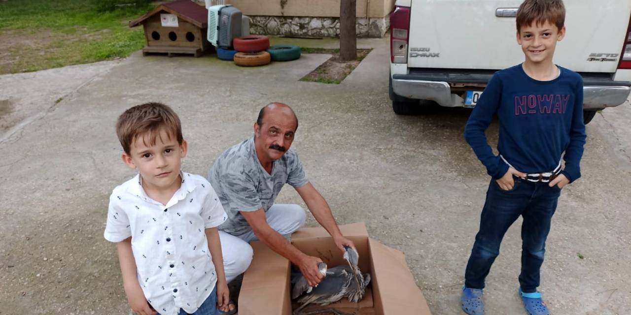 Salihli’de Yaralı Gri Balıkçıl Tedavi Altına Alındı