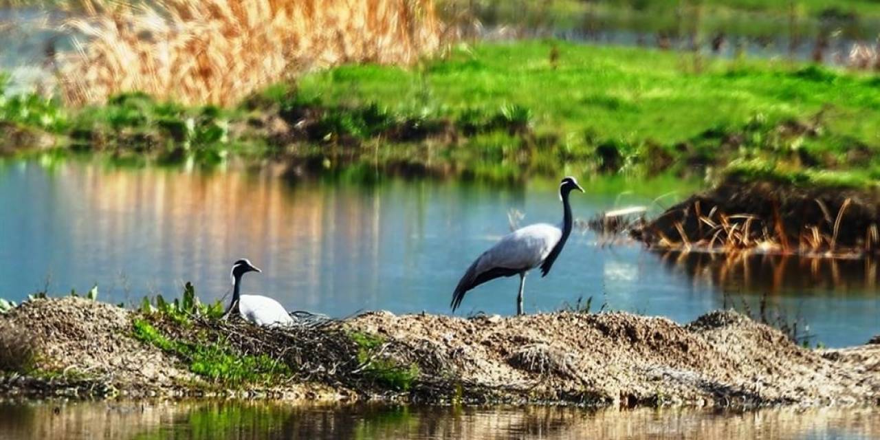 Milli Parklar, Telli Turna Ailesinin Fotoğrafını Paylaştı