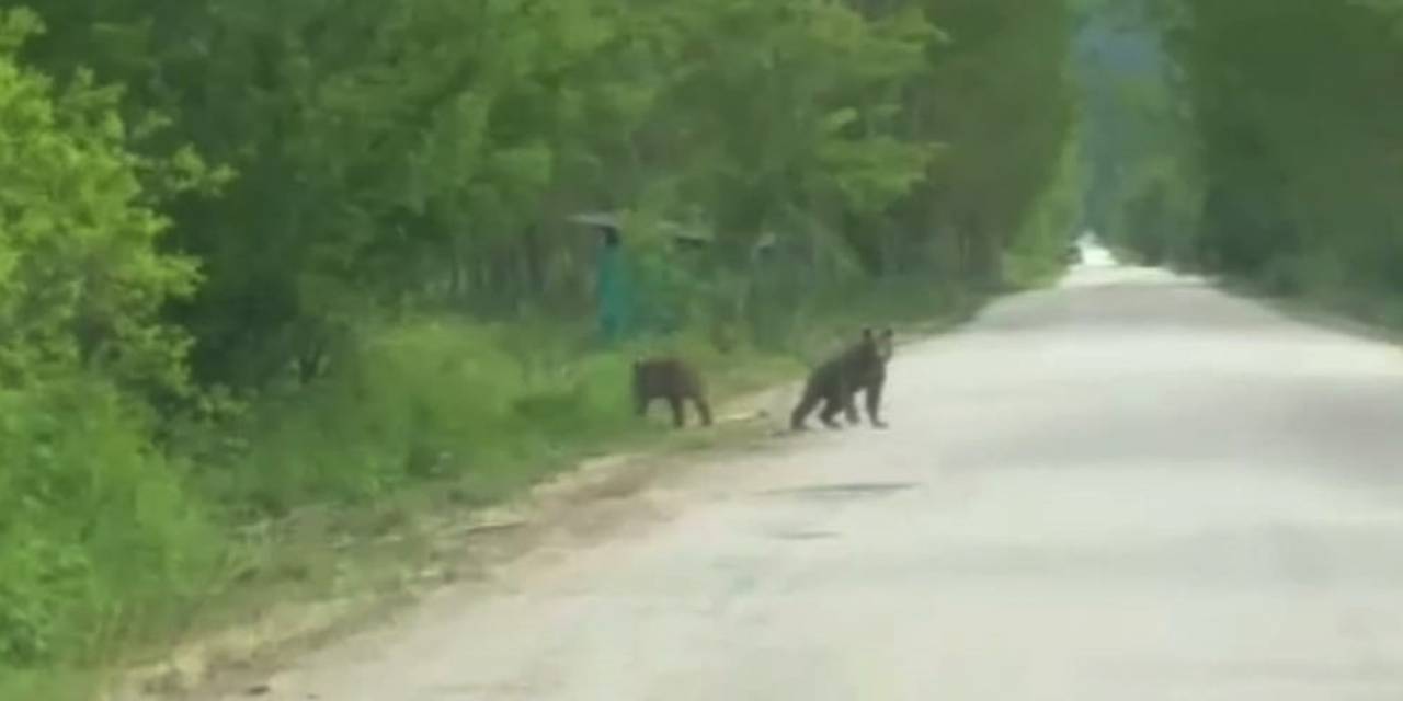 Anne Ayı Ve Yavruları Köy Yakınında Görüntülendi