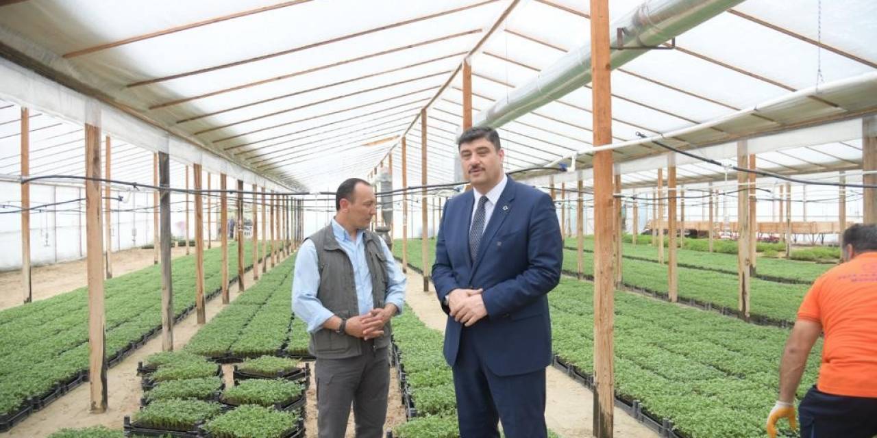 Yerli Üretim, Yüzde Yüz Hibeli Ata Tohumu