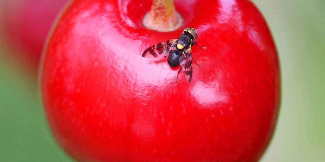Kiraz Ve Vişneyi Bu Sinekten Koruyun