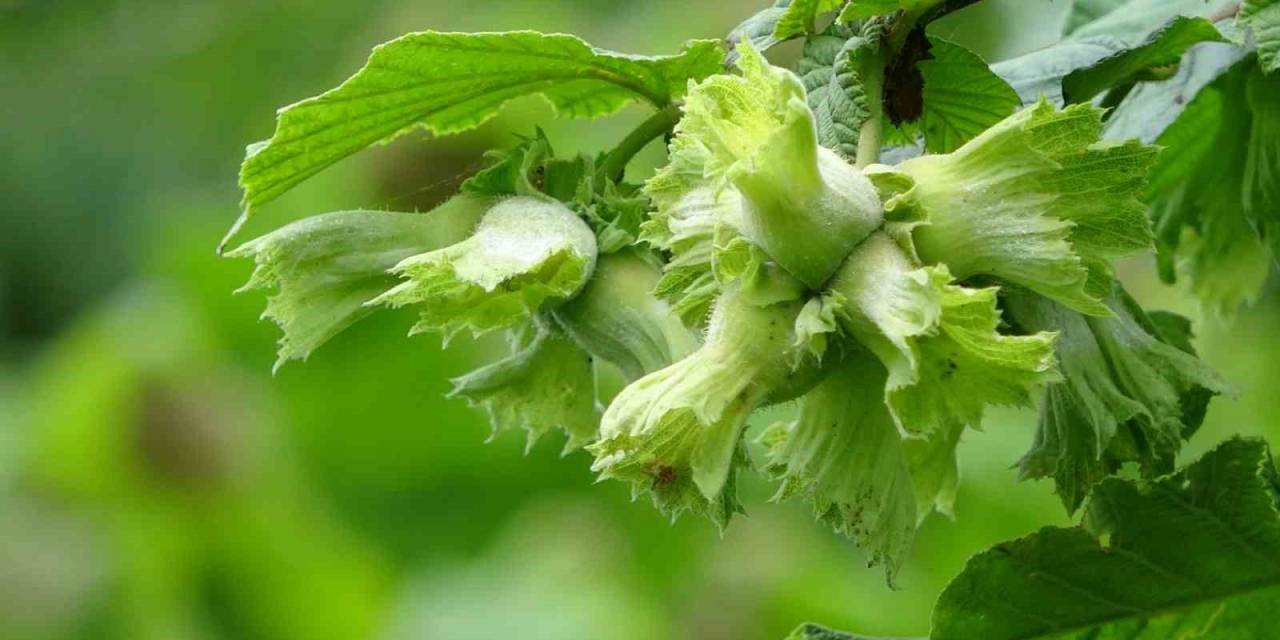 Soydan: “fındıkta Rekolte Tahminleri Açıklamak İçin Erken”