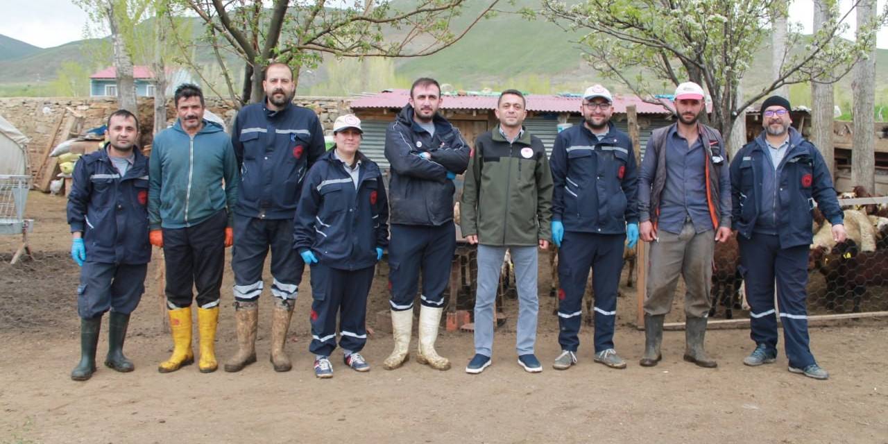 Bayburt’ta Küçükbaş Hayvanlar Aşılanıyor