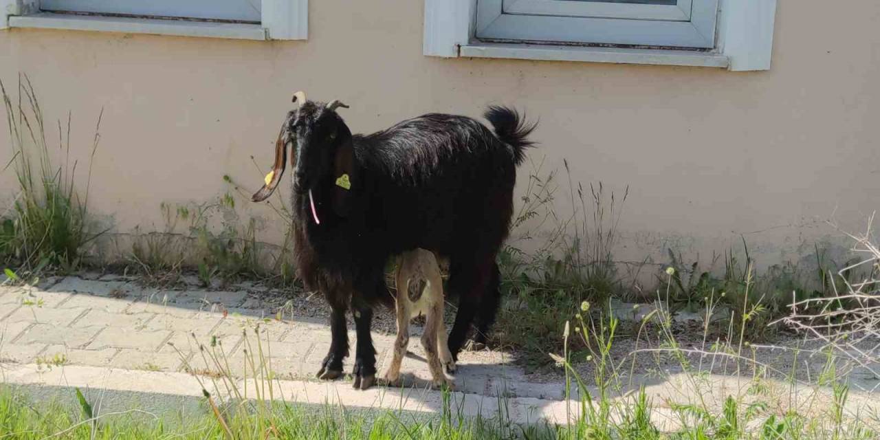 Yavru Yaban Keçisi Emin Ellerde