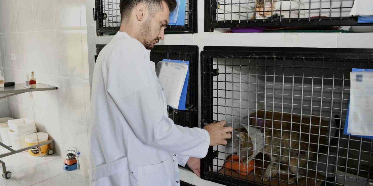 Kuşadası’nda Sahipsiz Can Dostların İhtiyaçları Ücretsiz Karşılanıyor