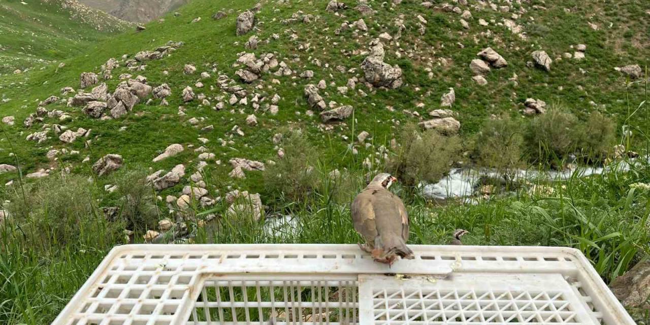 Hakkari’de 650 Kınalı Keklik Doğaya Salındı