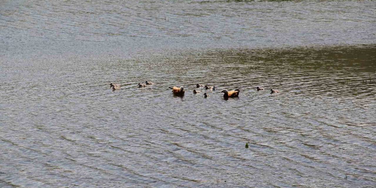 11 Yavrusuyla Birlikte Yüzen Angutlar Hoş Manzaralar Çıkardı