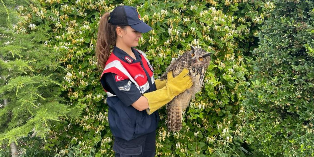 Jandarma Tarafından Bulunan Yaralı Baykuş Koruma Altına Alındı